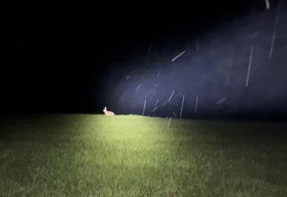 Comptage de la faune sur notre secteur